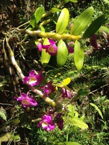 Pahoa orchid from my yard